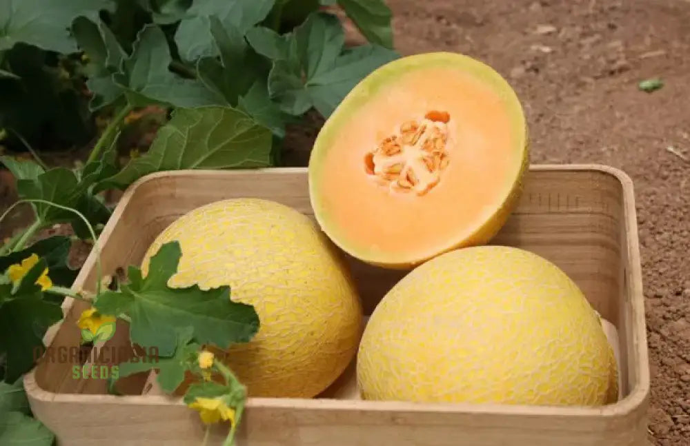 Organic Galia Melon Seeds For Your Vibrant Garden: Shop Now