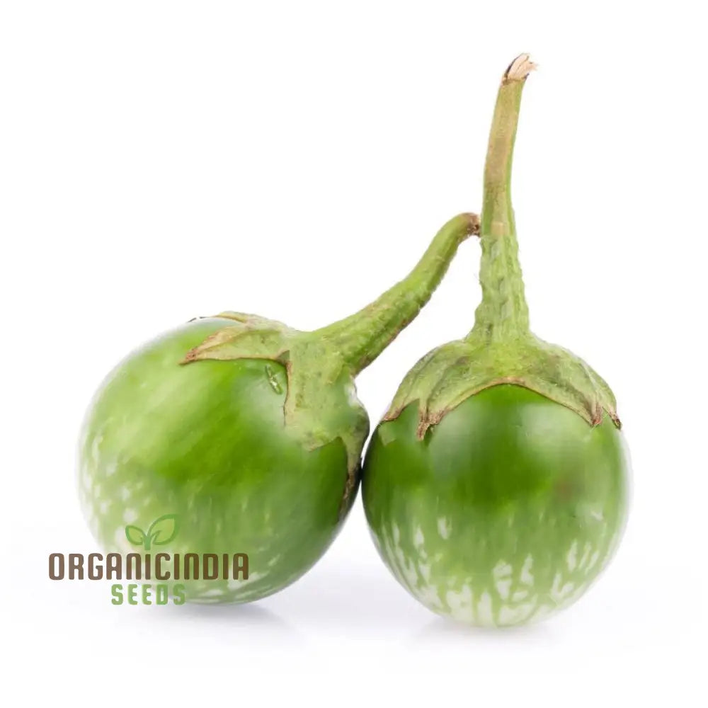 Organic Green Brinjal Eggplant Seeds For Planting Grow Fresh Healthy And In Your Garden Nightshades