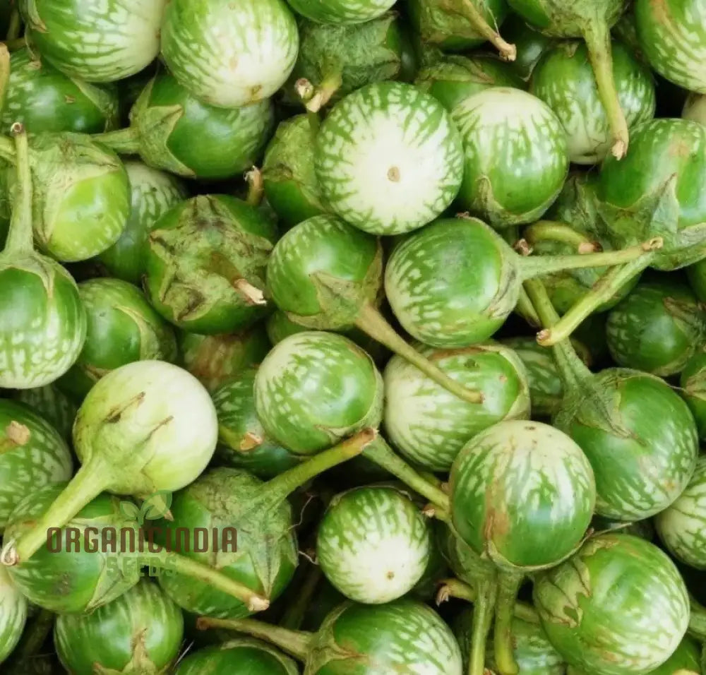 Organic Green Brinjal Eggplant Seeds For Planting Grow Fresh Healthy And In Your Garden Nightshades