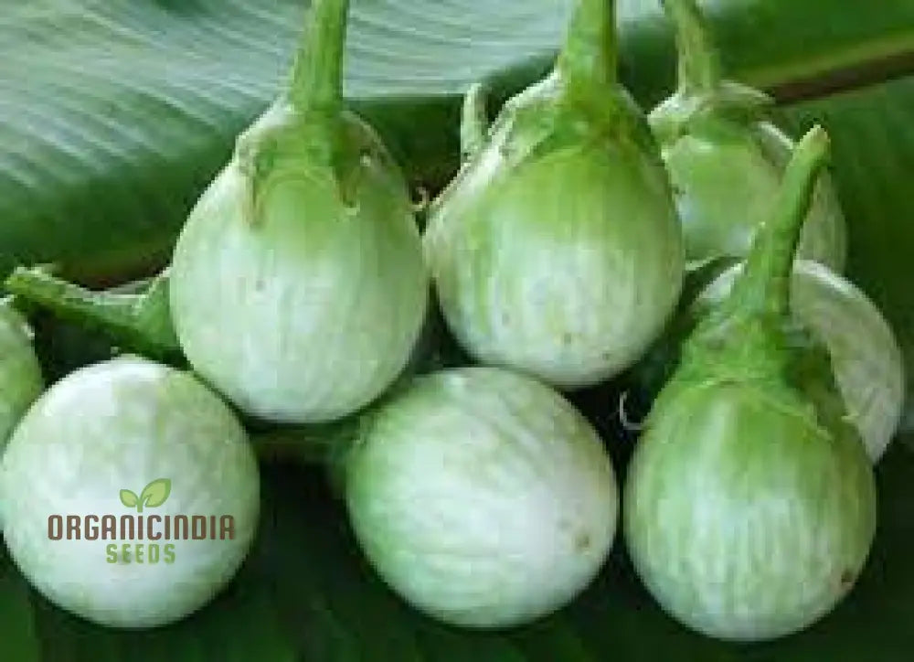 Organic Green Brinjal Eggplant Seeds For Planting Grow Fresh Healthy And In Your Garden Nightshades