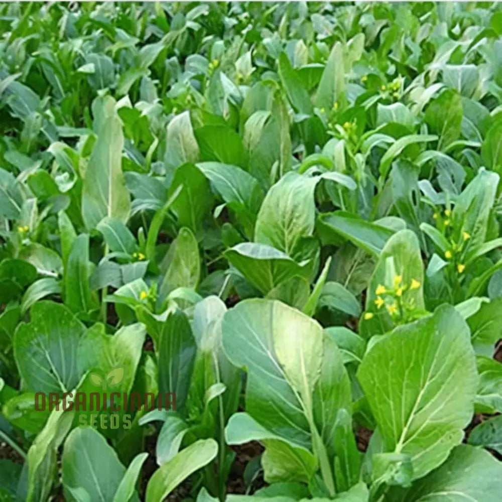 Organic Green Choy Sum Vegetable Seeds For Planting: Fresh Harvest For Healthy Cooking Leafy Greens