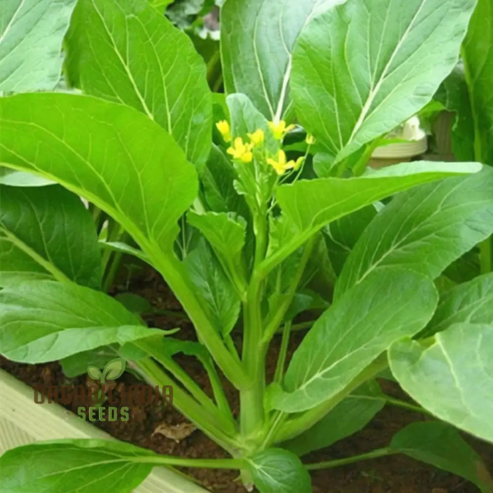 Organic Green Choy Sum Vegetable Seeds For Planting: Fresh Harvest For Healthy Cooking Leafy Greens