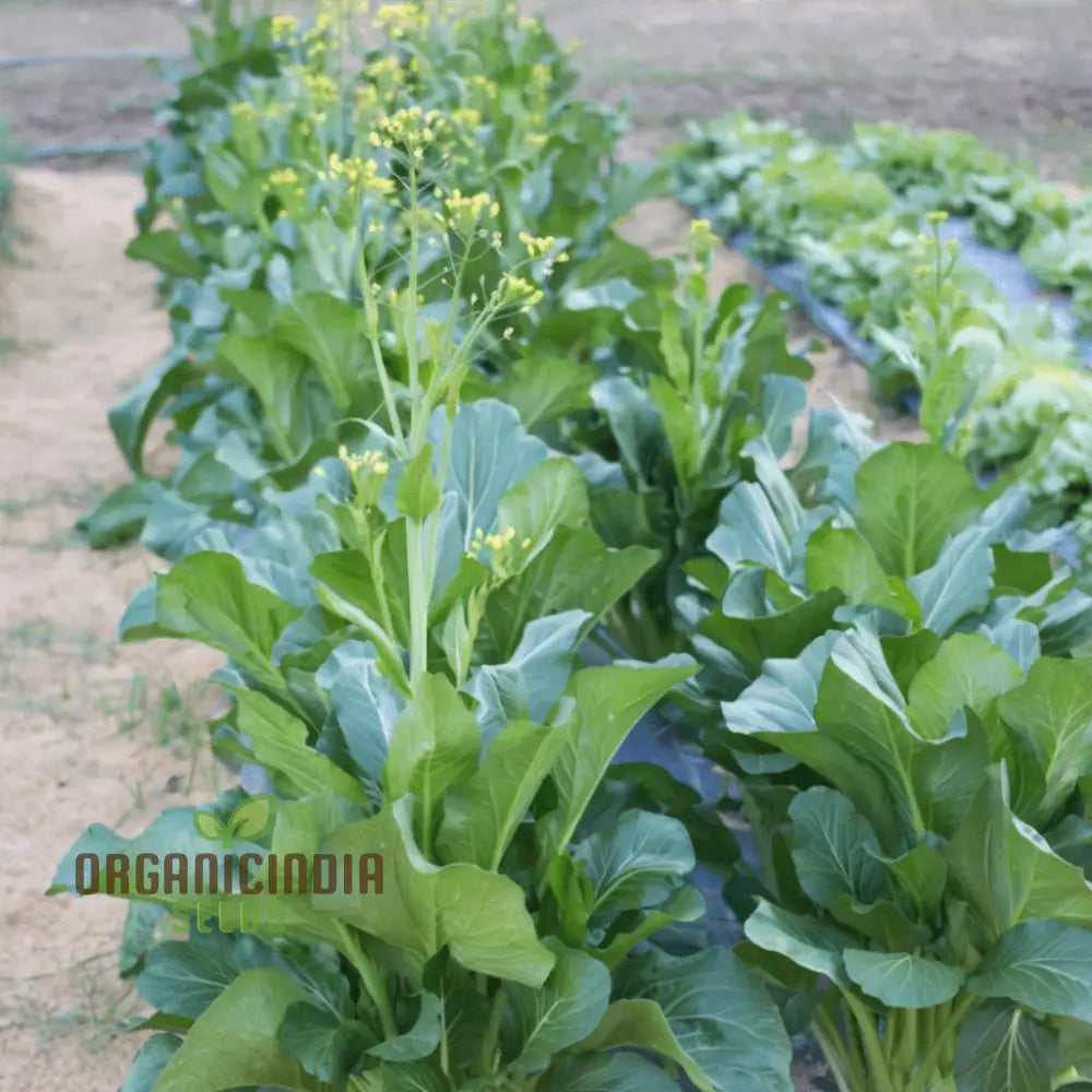 Organic Green Choy Sum Vegetable Seeds For Planting: Fresh Harvest For Healthy Cooking Leafy Greens