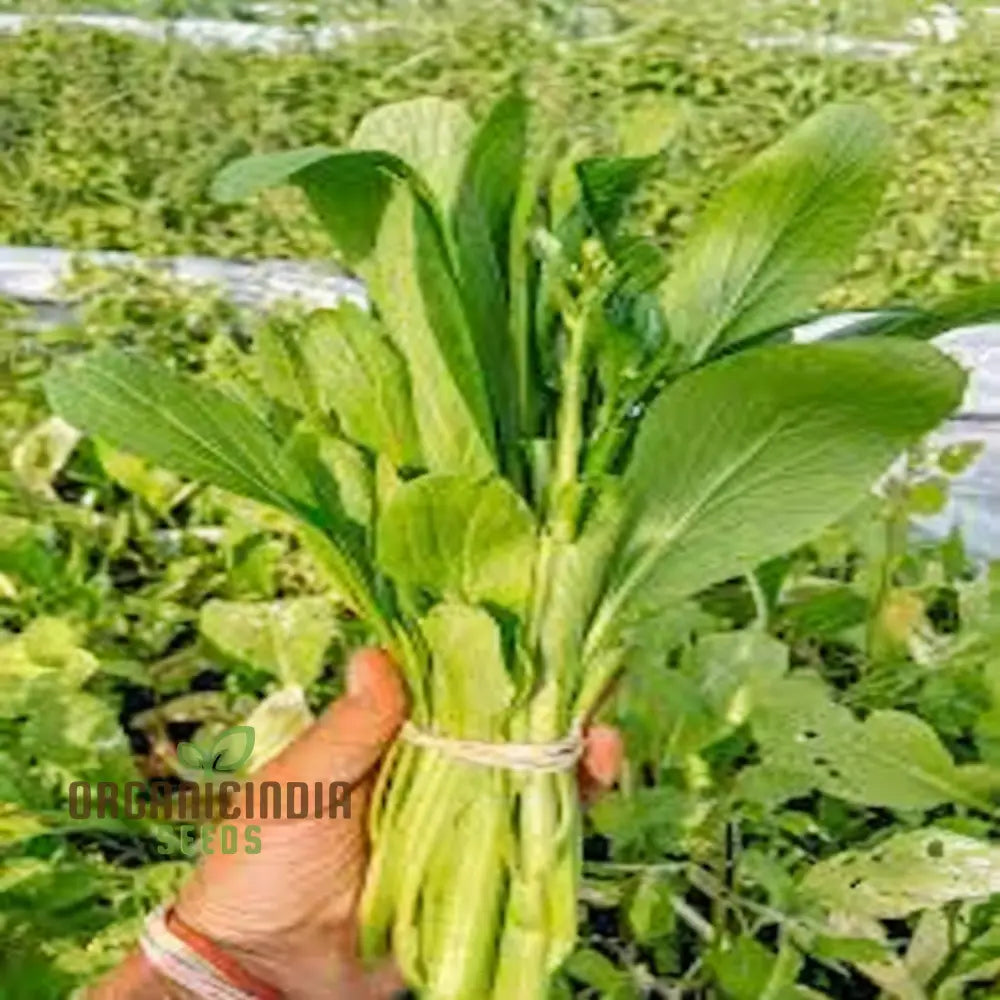 Organic Green Choy Sum Vegetable Seeds For Planting: Fresh Harvest For Healthy Cooking Leafy Greens