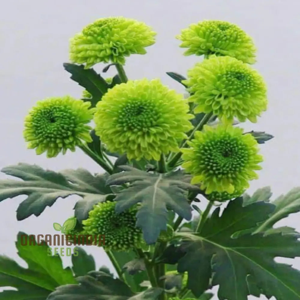 Organic Green Chrysanthemum Flower Seeds Stunning Chrysanthemums Fresh Fragrant Blooms For Your