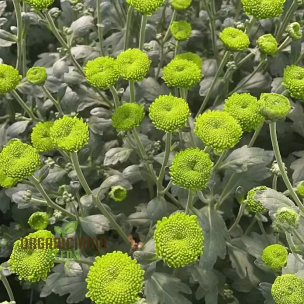 Organic Green Chrysanthemum Flower Seeds Stunning Chrysanthemums Fresh Fragrant Blooms For Your