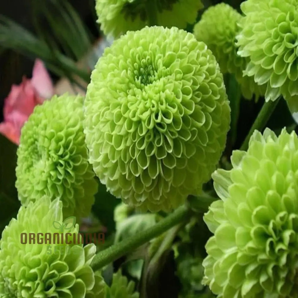 Organic Green Chrysanthemum Flower Seeds Stunning Chrysanthemums Fresh Fragrant Blooms For Your