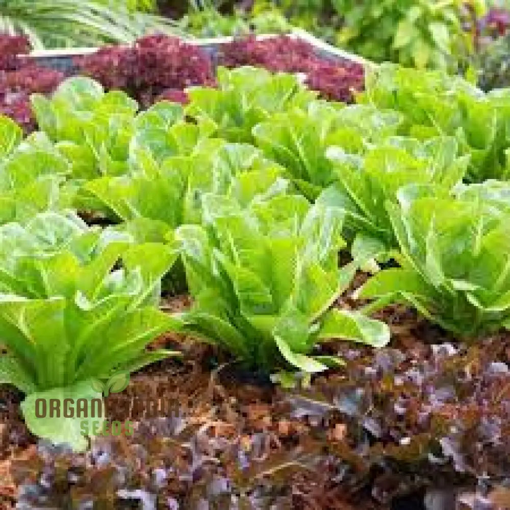 Organic Iceburg Lettuce Seeds For Vibrant Home Gardening | Grow Crisp And Crunchy In Your Garden