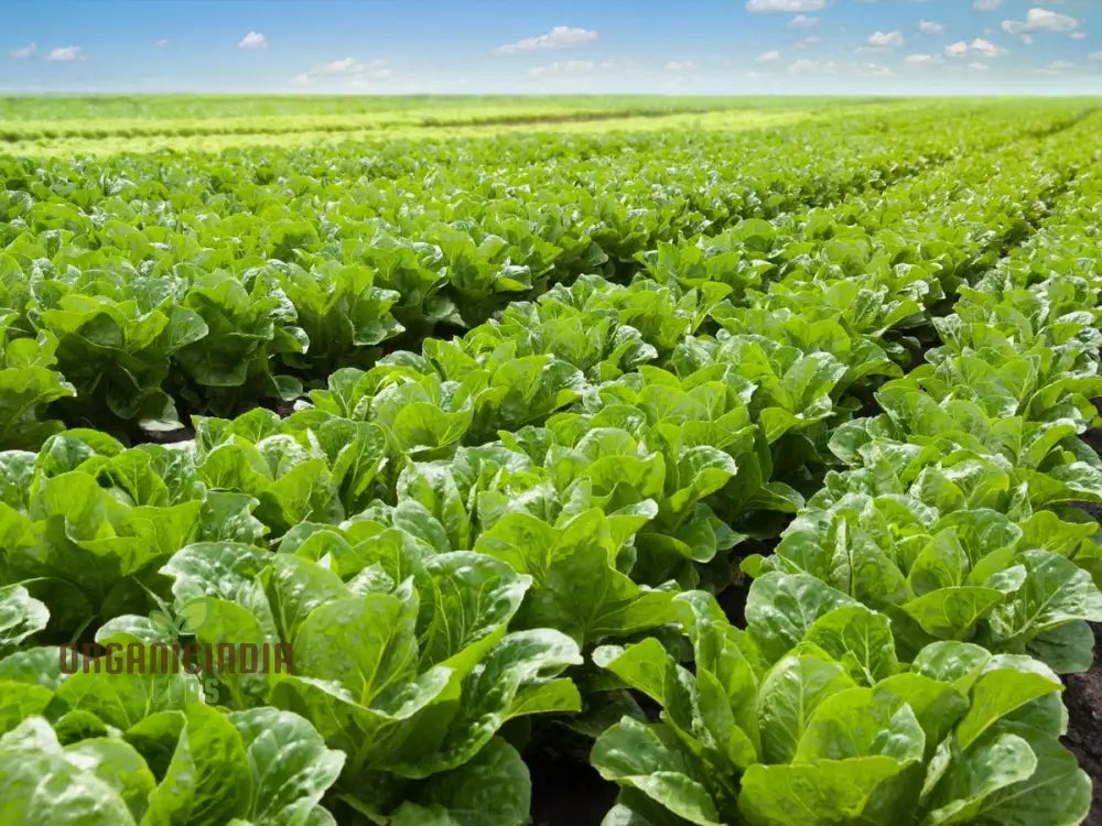 Organic Iceburg Lettuce Seeds For Vibrant Home Gardening | Grow Crisp And Crunchy In Your Garden