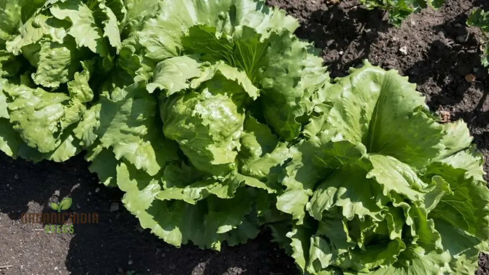 Organic Iceburg Lettuce Seeds For Vibrant Home Gardening | Grow Crisp And Crunchy In Your Garden