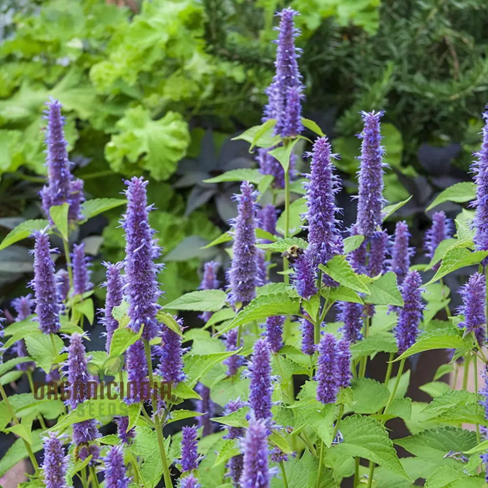 Organic Lavender Hyssop Herb Seeds Aromatic Medicinal Bee-Friendly Garden Essential