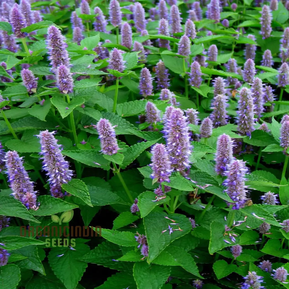 Organic Lavender Hyssop Herb Seeds Aromatic Medicinal Bee-Friendly Garden Essential