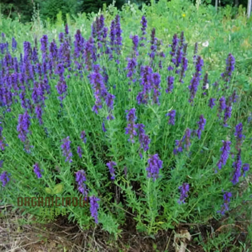 Organic Lavender Hyssop Herb Seeds Aromatic Medicinal Bee-Friendly Garden Essential