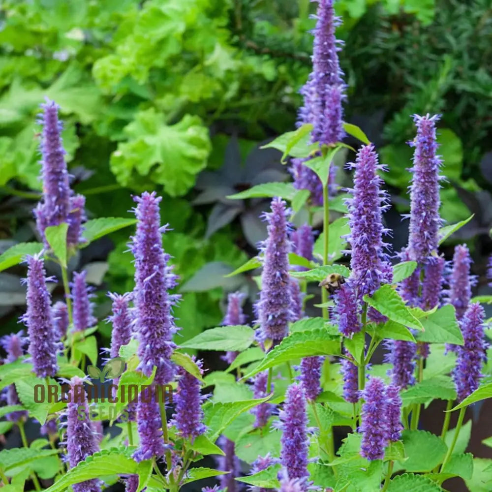 Organic Lavender Hyssop Herb Seeds Aromatic Medicinal Bee-Friendly Garden Essential