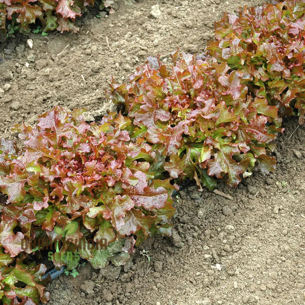 Organic Lettuce Red Salad Bowl Seeds For Planting - Perfect Home Gardening Fresh Salads And