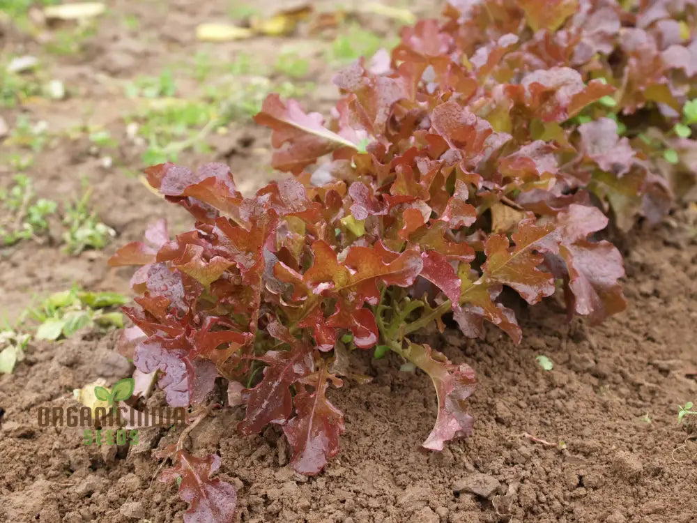 Organic Lettuce Red Salad Bowl Seeds For Planting - Perfect Home Gardening Fresh Salads And