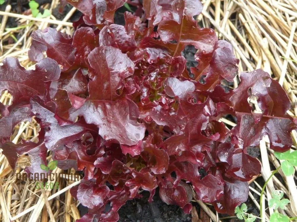 Organic Lettuce Red Salad Bowl Seeds For Planting - Perfect Home Gardening Fresh Salads And