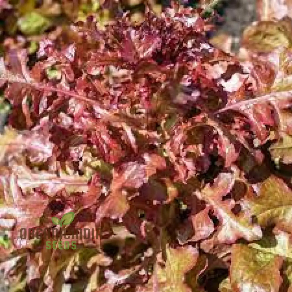 Organic Lettuce Red Salad Bowl Seeds For Planting - Perfect Home Gardening Fresh Salads And