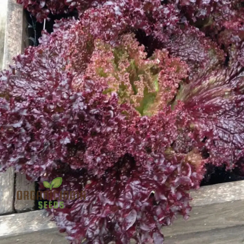 Organic Lollo Rossa Lettuce Seeds For Gardening Enthusiasts | Shop Premium Garden