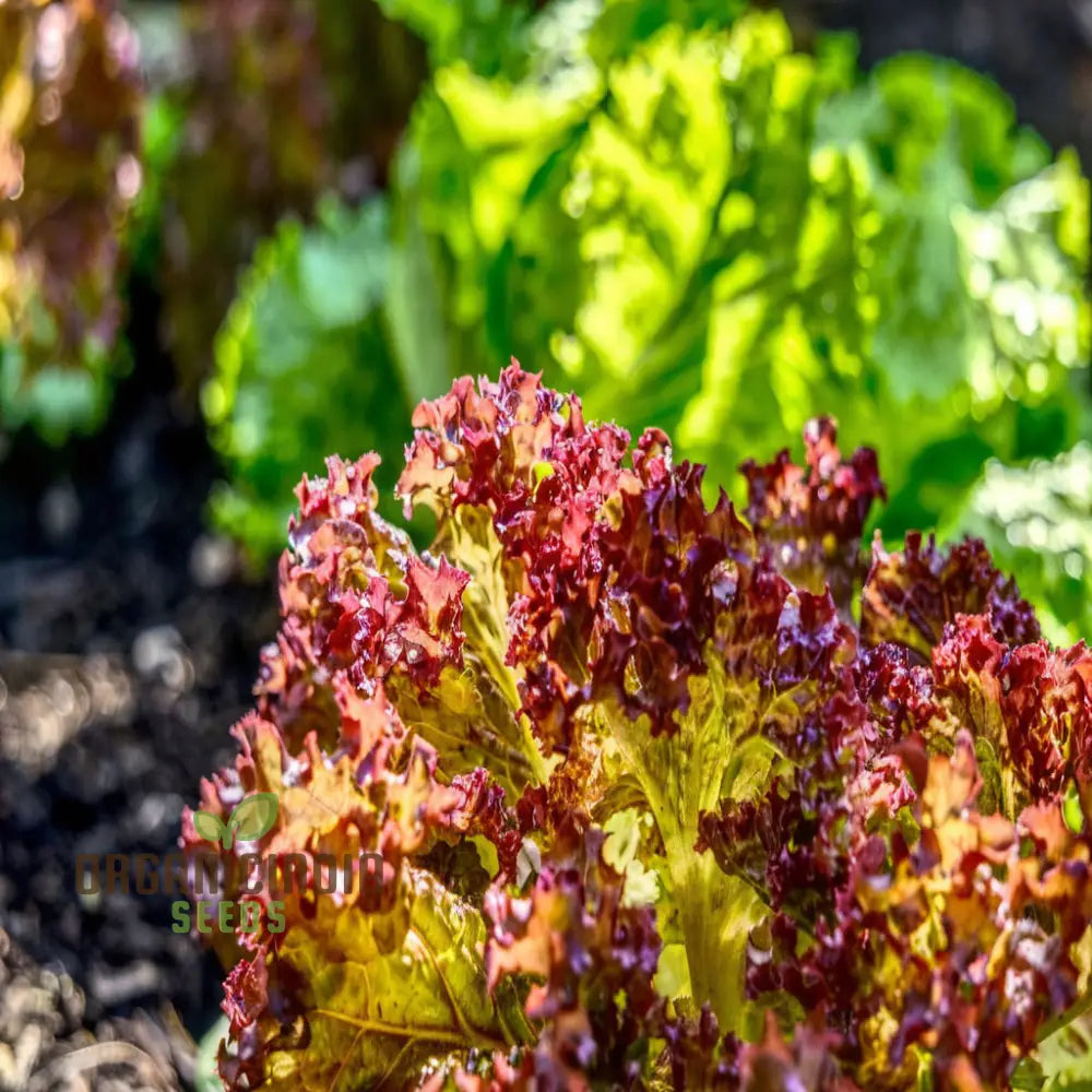 Organic Lollo Rossa Lettuce Seeds For Gardening Enthusiasts | Shop Premium Garden