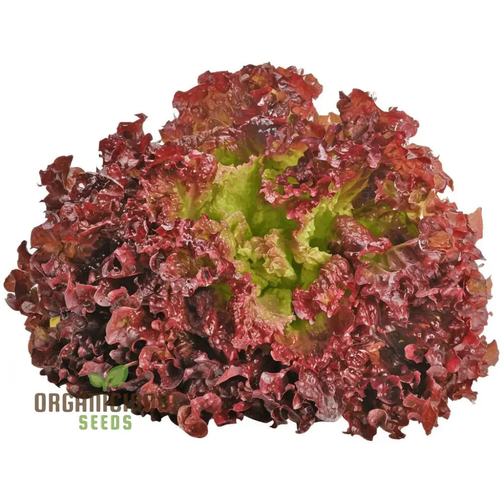 Organic Lollo Rossa Lettuce Seeds For Gardening Enthusiasts | Shop Premium Garden