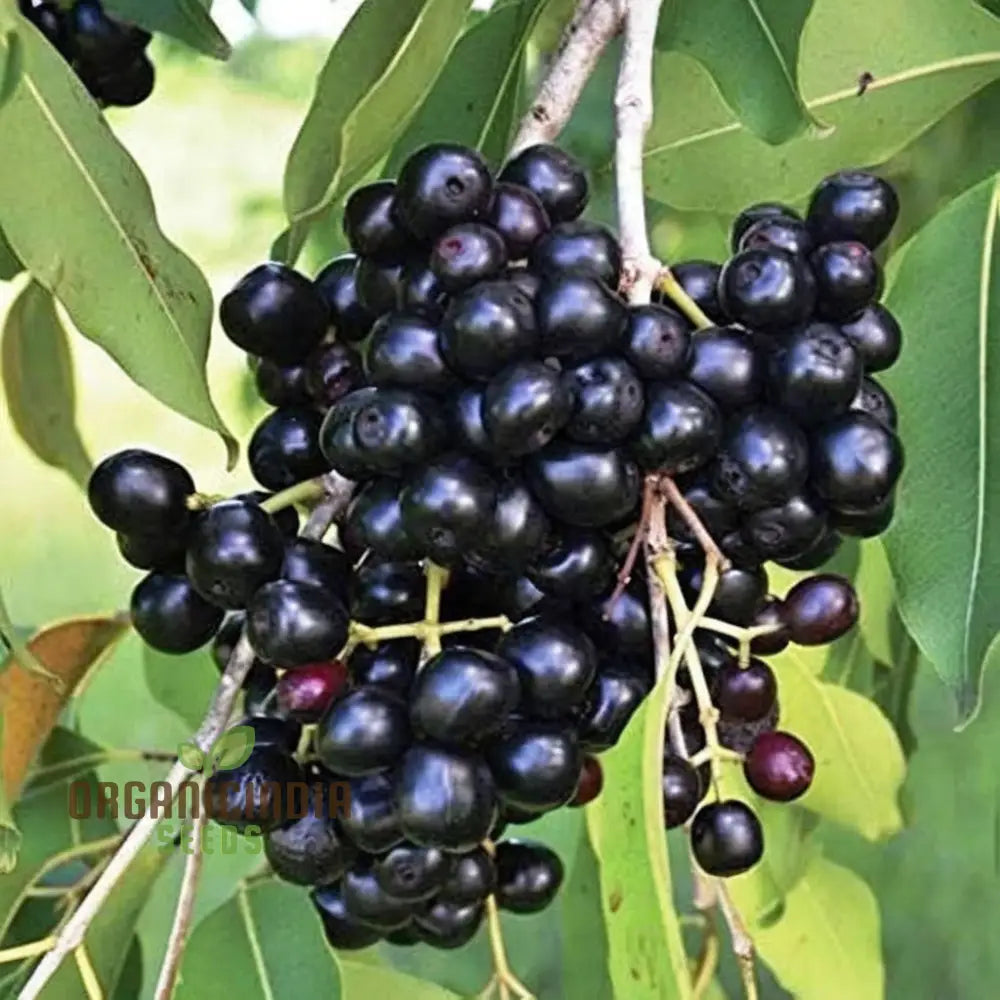 Organic Malabar Plum Fruit Seeds: Cultivate Your Lush Garden Oasis With Premium Gardening Seeds