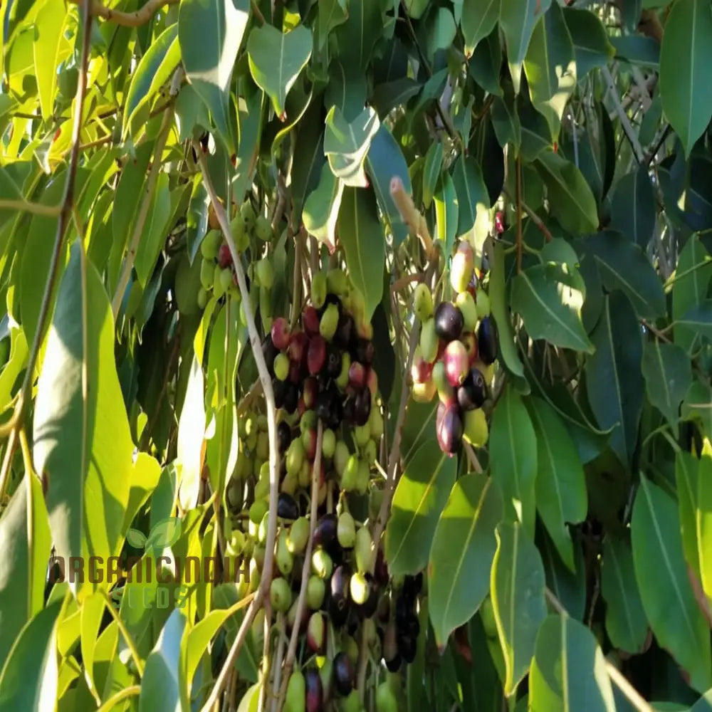 Organic Malabar Plum Fruit Seeds: Cultivate Your Lush Garden Oasis With Premium Gardening Seeds