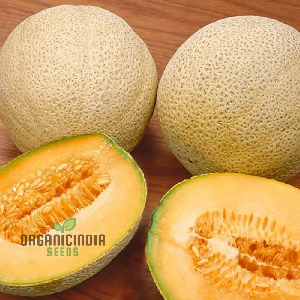 Organic Melon Seeds - Honey Rock Premium For Planting