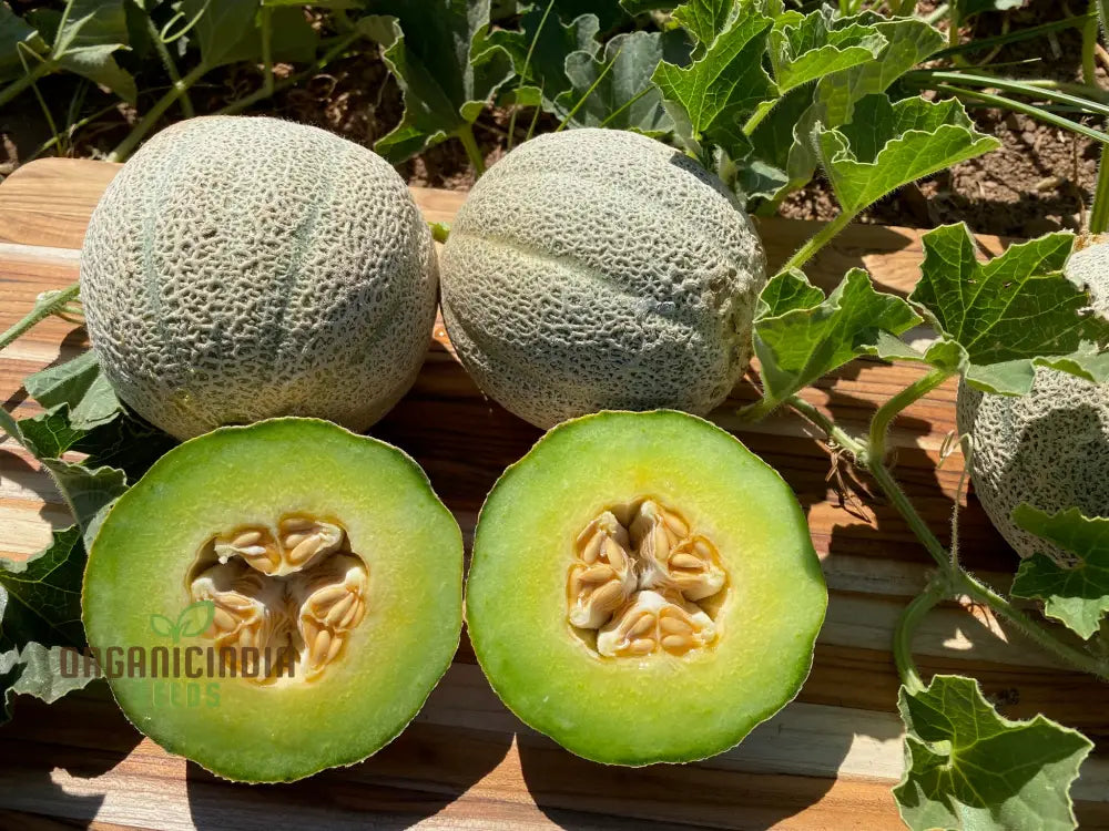 Organic Melon Seeds - Honey Rock Premium For Planting