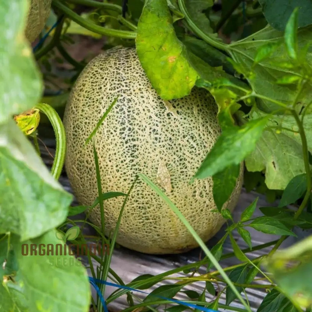 Organic Melon Seeds - Honey Rock Premium For Planting