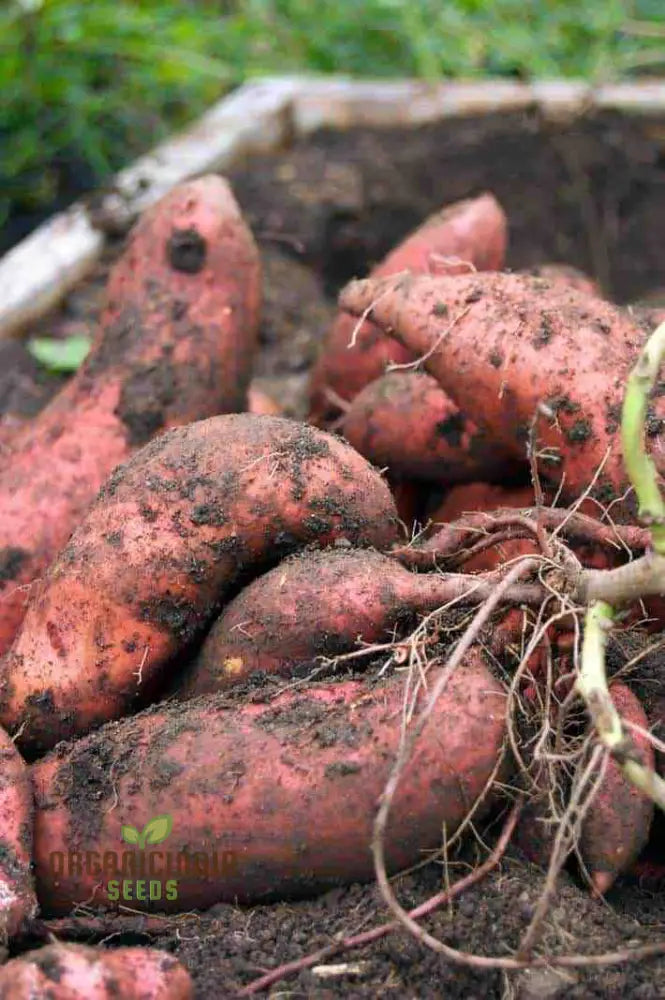 Organic Molokai Purple Sweet Potato Seeds For Planting Grow Your Own Nutrient-Rich Potatoes Root