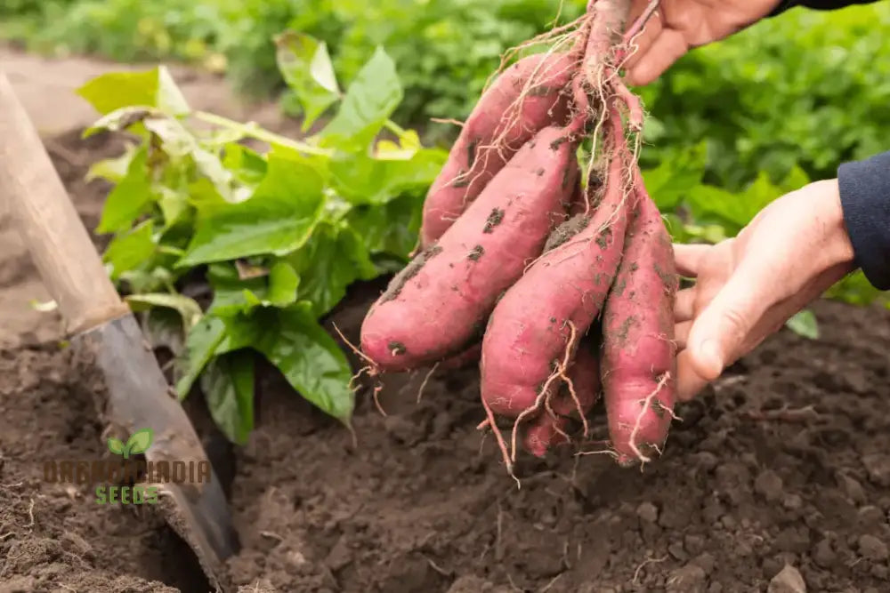 Organic Molokai Purple Sweet Potato Seeds For Planting Grow Your Own Nutrient-Rich Potatoes Root