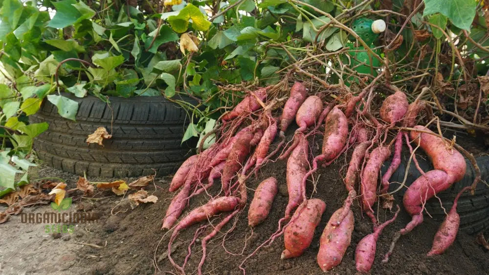 Organic Molokai Purple Sweet Potato Seeds For Planting Grow Your Own Nutrient-Rich Potatoes Root