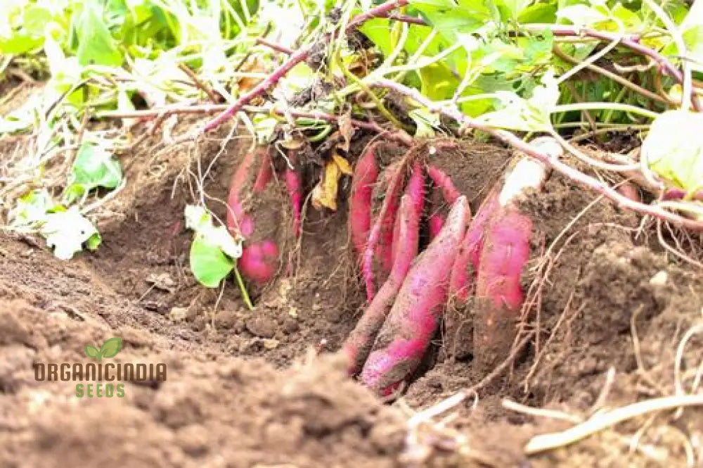 Organic Molokai Purple Sweet Potato Seeds For Planting Grow Your Own Nutrient-Rich Potatoes Root