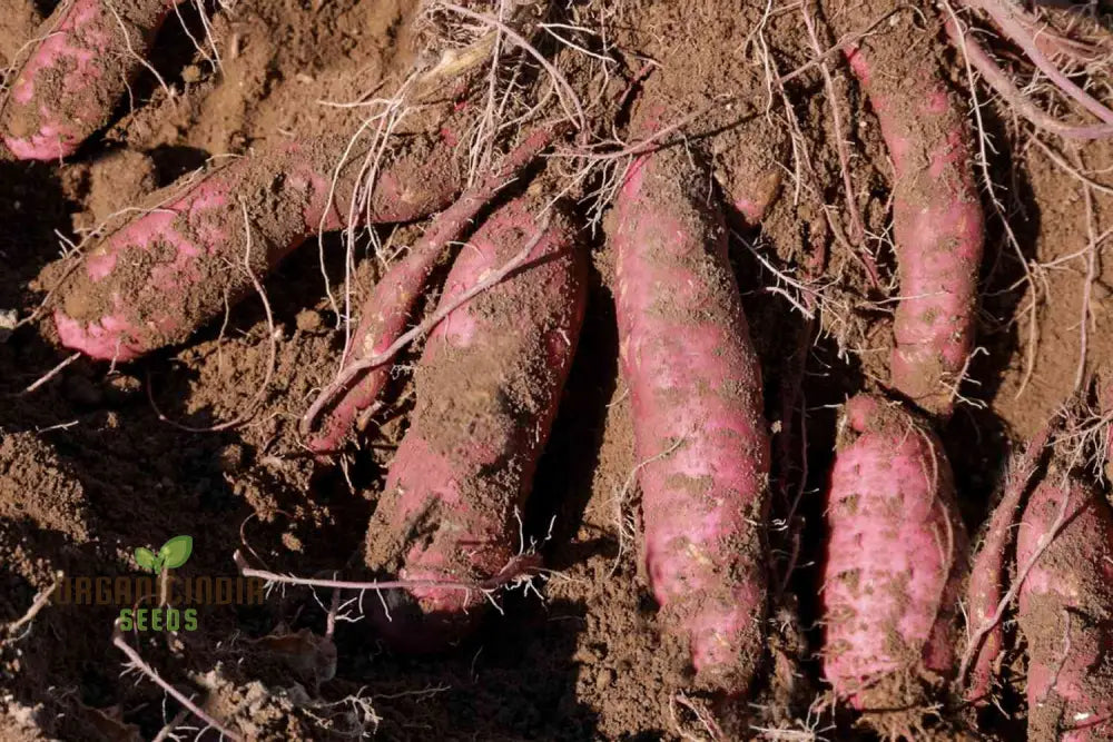 Organic Molokai Purple Sweet Potato Seeds For Planting Grow Your Own Nutrient-Rich Potatoes Root