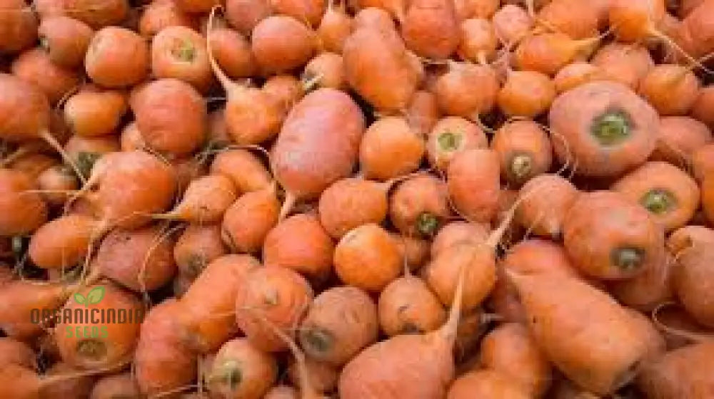 Organic Oxheart Carrot Seeds For Planting: Heirloom Gardening Delight For Long Sweet Harvests