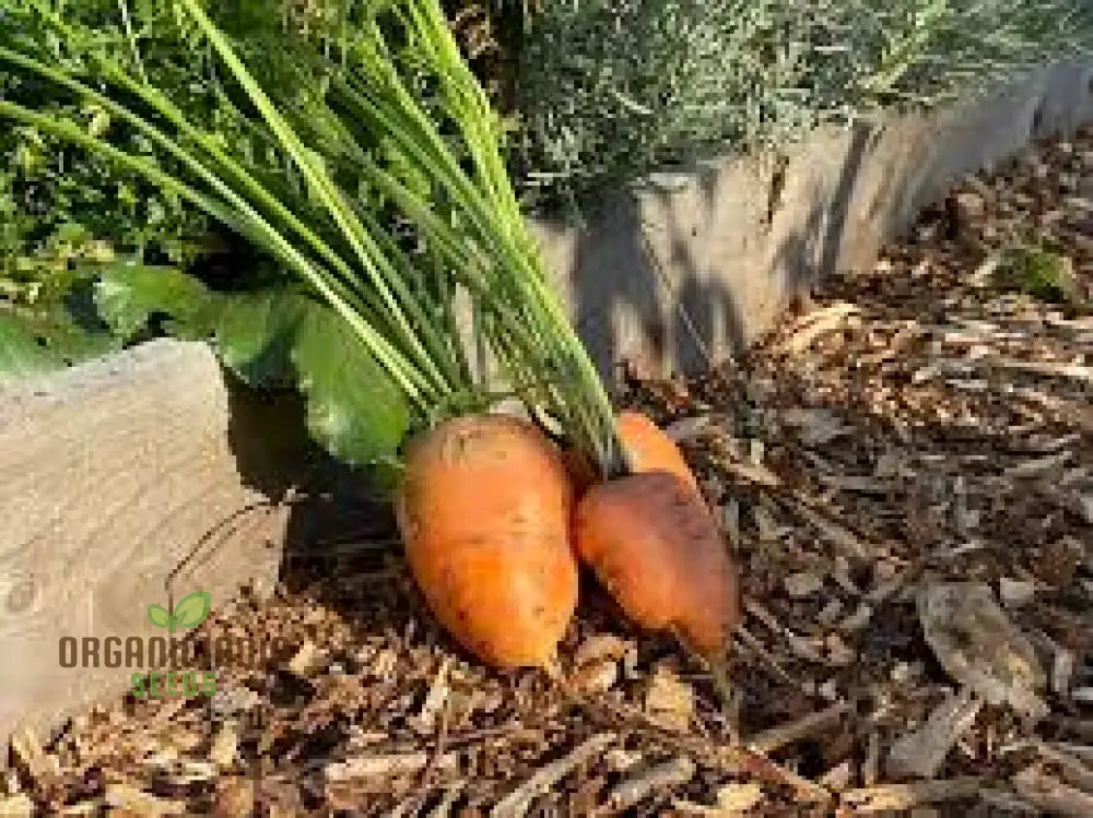 Organic Oxheart Carrot Seeds For Planting: Heirloom Gardening Delight For Long Sweet Harvests