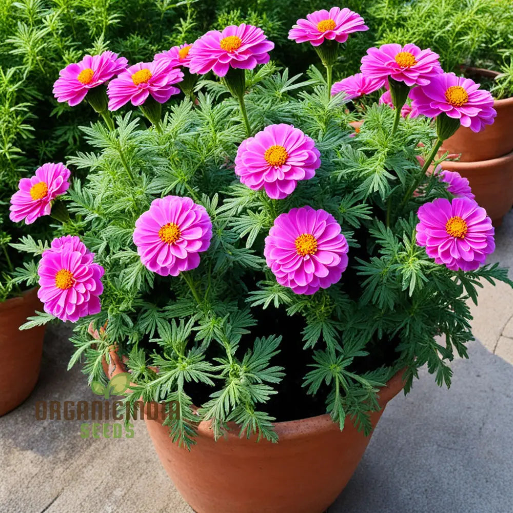 Organic Pink Marigold Flower Seeds: Planting And Quality Seeds For Your Garden