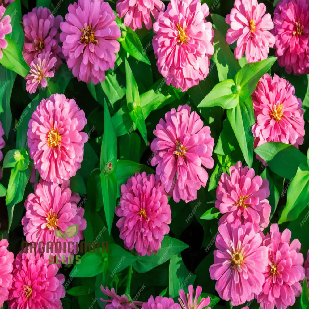 Organic Pink Marigold Flower Seeds: Planting And Quality Seeds For Your Garden