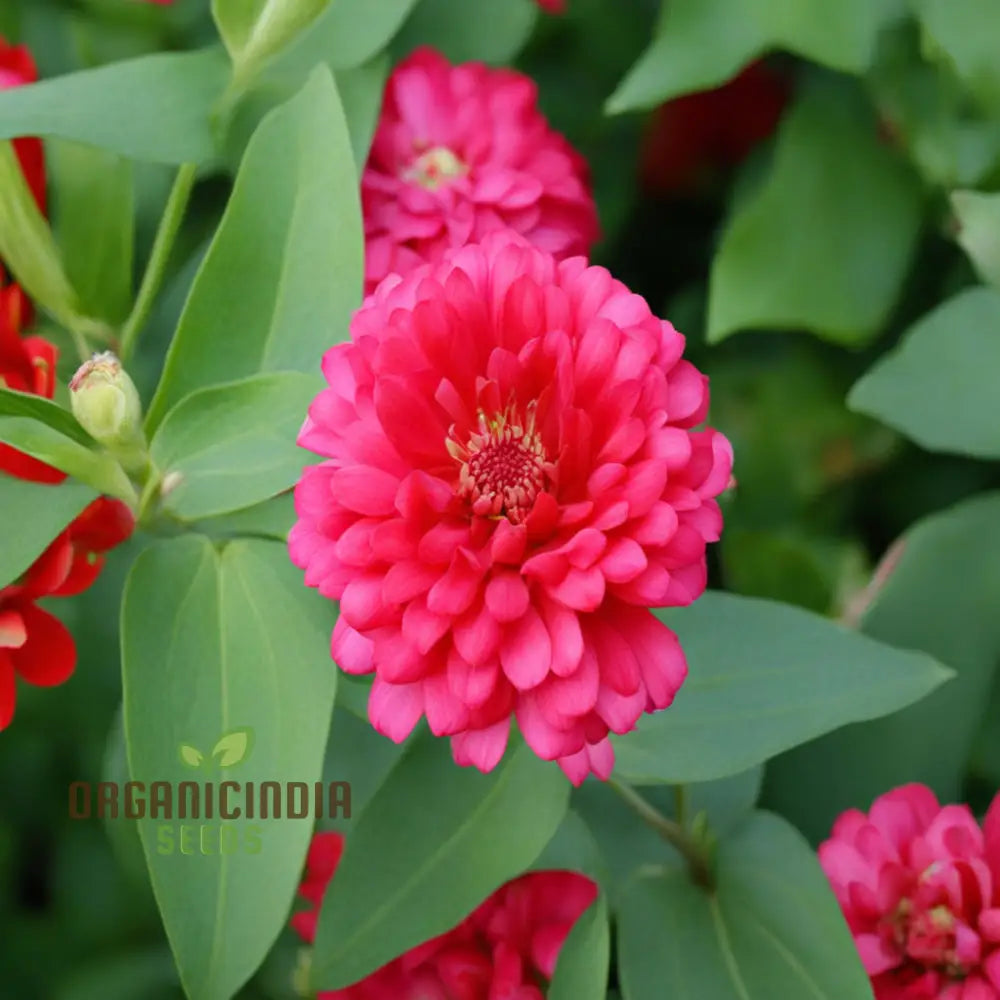 Organic Pink Marigold Flower Seeds: Planting And Quality Seeds For Your Garden