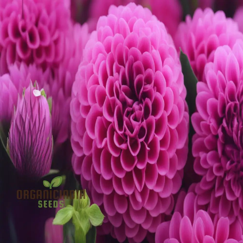 Organic Pink Marigold Flower Seeds: Planting And Quality Seeds For Your Garden