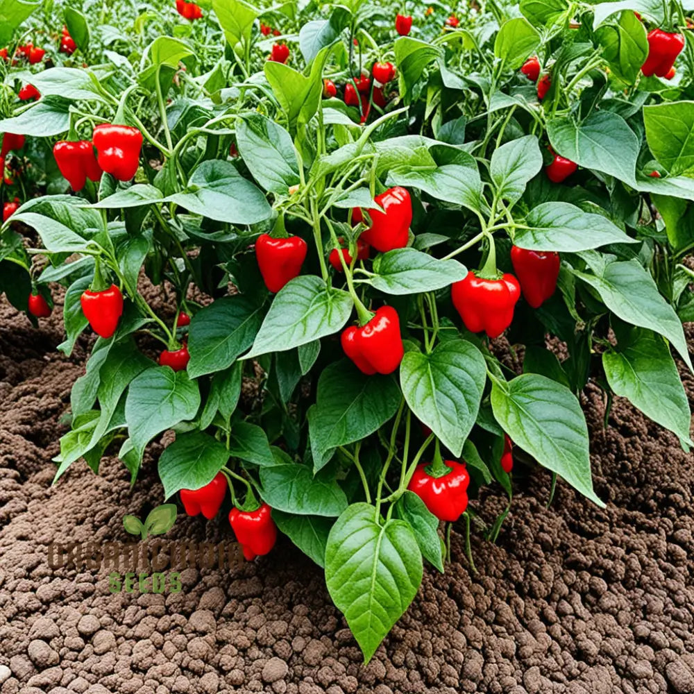 Organic Red Capsicum Seeds For Planting Premium Variety For Home Gardening And Fresh Harvests