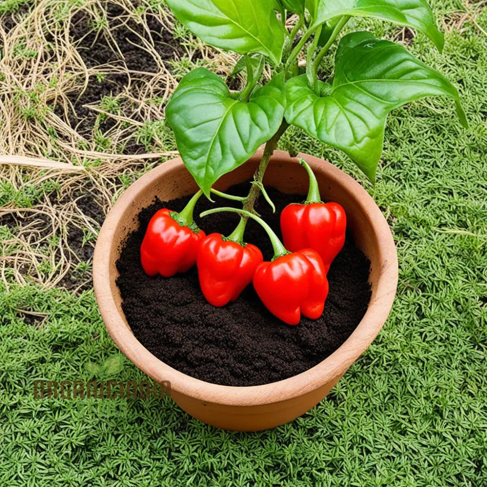 Organic Red Capsicum Seeds For Planting Premium Variety For Home Gardening And Fresh Harvests