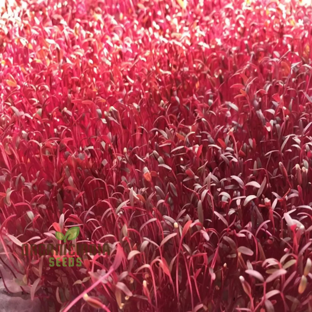 Organic Red Garnet Amaranth: Sprout Your Way To Health With Micro-Green Magic!