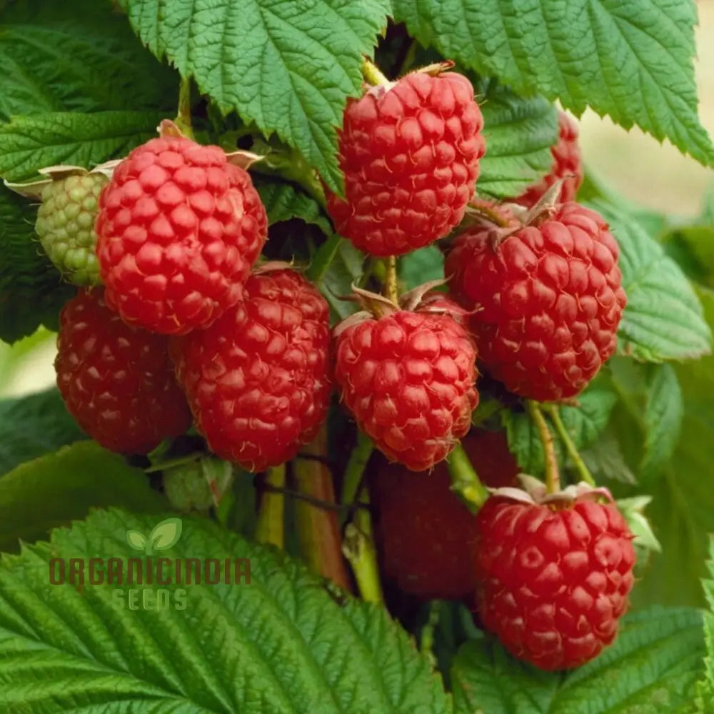 Organic Red Raspberry Seeds For Gardening Enthusiasts â€“ Perfect Thriving Gardens And Bountiful