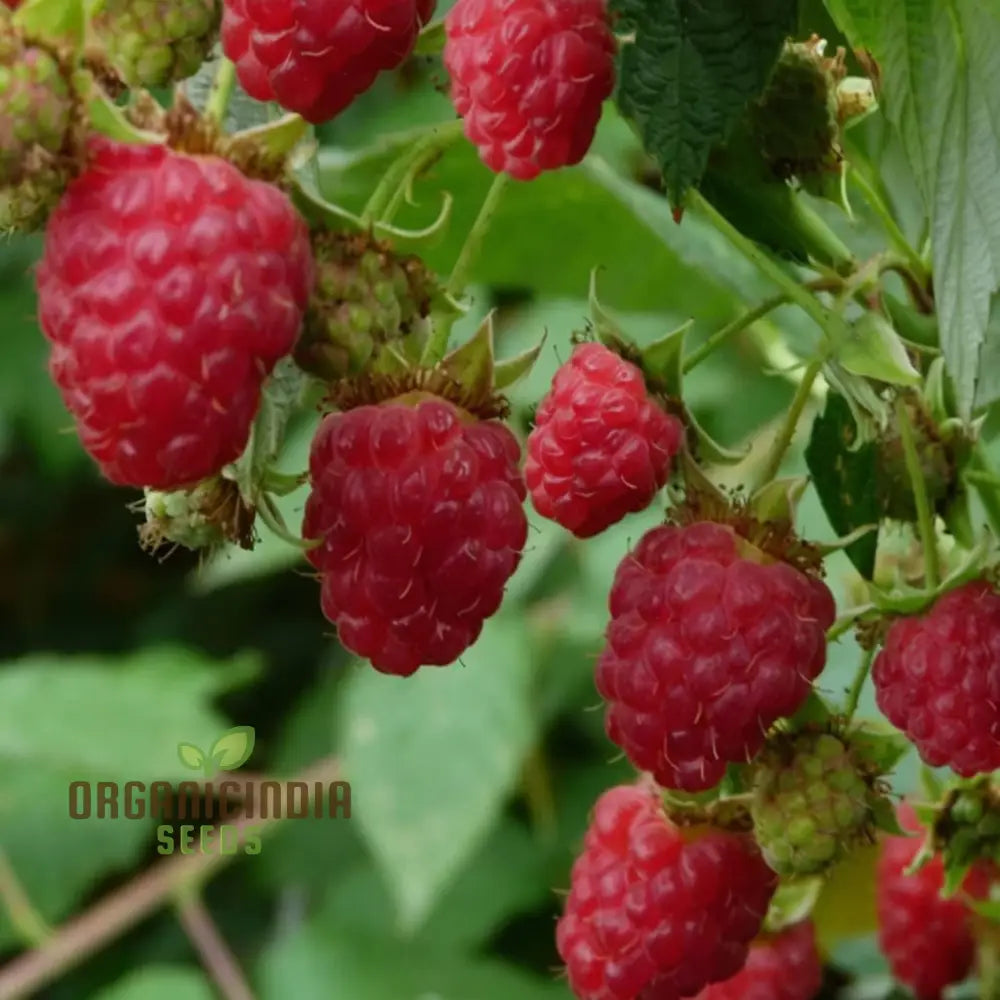 Organic Red Raspberry Seeds For Gardening Enthusiasts â€“ Perfect Thriving Gardens And Bountiful