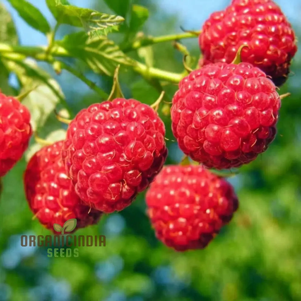 Organic Red Raspberry Seeds For Gardening Enthusiasts â€“ Perfect Thriving Gardens And Bountiful