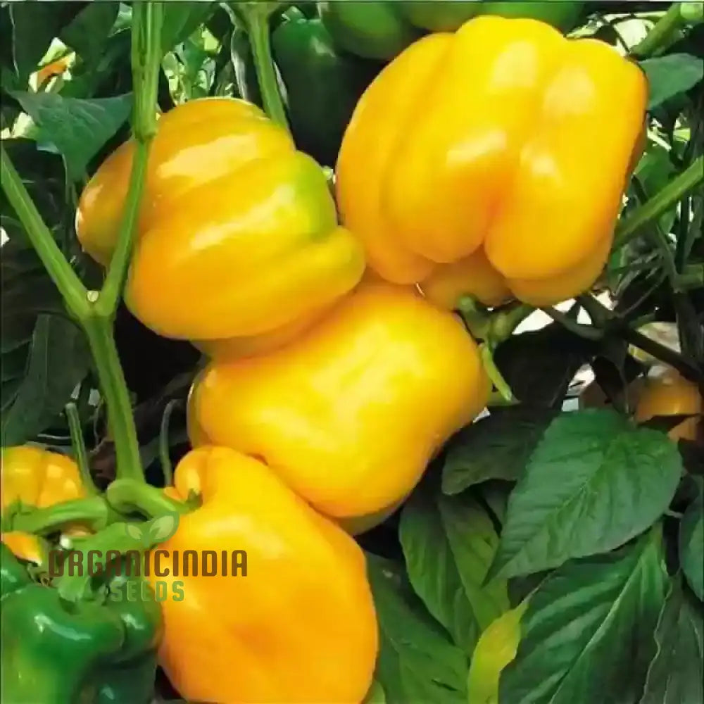 Organic Red Shimla Mirchi Seed & Yellow Capsicum Pack - 50 Seeds For Gardening | Premium Quality