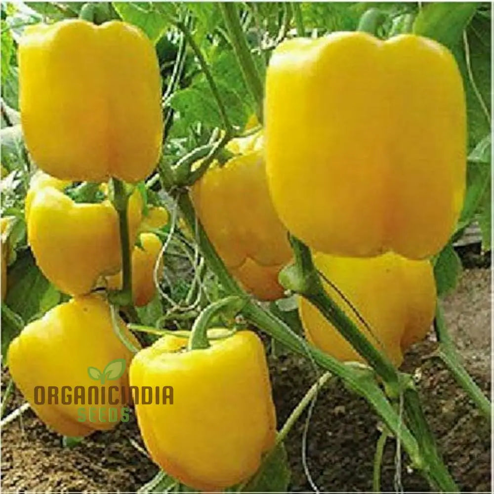 Organic Red Shimla Mirchi Seed & Yellow Capsicum Pack - 50 Seeds For Gardening | Premium Quality