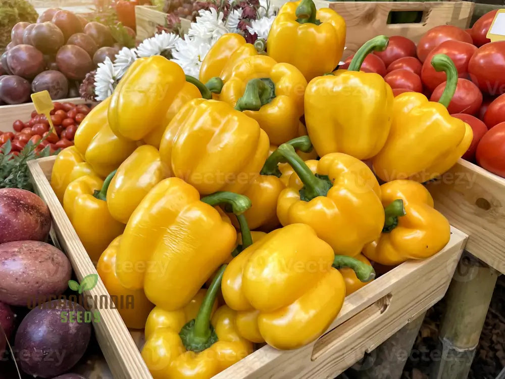 Organic Red Shimla Mirchi Seed & Yellow Capsicum Pack - 50 Seeds For Gardening | Premium Quality